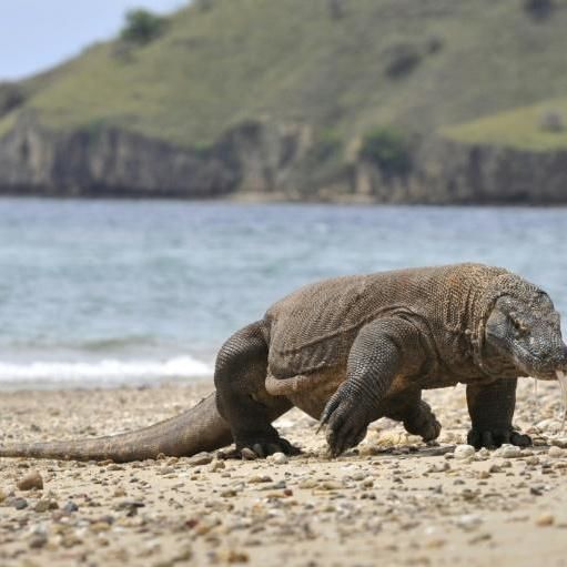 Komodo Dragon, 2-In-5 Shark Species Lurch Towards Extinction