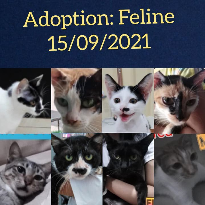 Feline For Adoption 150921. To Adopt, Send Us A Me..