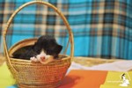 Pet Photography - 