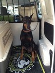 Pet Taxi @ Judah Transport - 