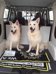 Pet Taxi @ Judah Transport - 