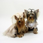  Pet Wedding Costume