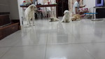Mango's Boarding - 