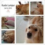 Mango's Boarding - 