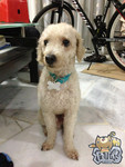 Poodle wearing 304 Stainless Steel Pet Tag