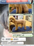 Tomomi Pets - 