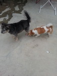 Bart with Chikko our boarder