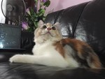 Persian Calico - 