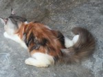 Persian Calico - 