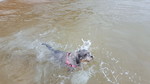 bringing my furry kids along to beaches
