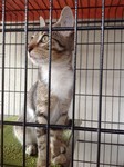 Home Based Cat Boarding Services - 