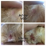 Unrefined Virgin Coconut Oil For Animals - 