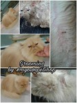 Grooming For Cats - 