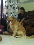 Cageless Pet Boarding Ipoh - 