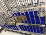 T125 STAINLESS STEEL DOG CAGE