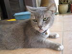 ASHLEY my 2nd and longest living Cat