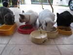 Makan Time! L-R Ashley, Marie, Snowy, Donnie during Happier times!