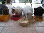 Makan Time! L-R Ashley, Marie, Snowy, Donnie in happier times!