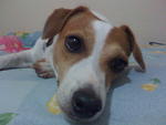 Roxie - Jack Russell Terrier Dog
