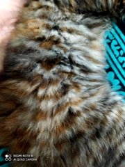 Nayla - Domestic Long Hair Cat