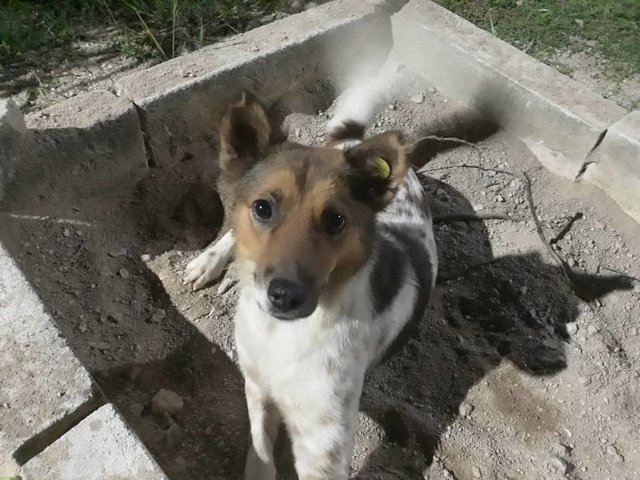 Fetch - Mixed Breed Dog