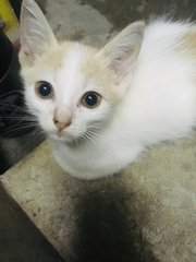 Cream - Domestic Medium Hair Cat