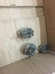 PF100174 - Striped Hairy Foot Russian Hamster Hamster