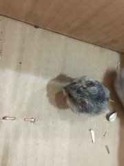PF100174 - Striped Hairy Foot Russian Hamster Hamster