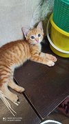 Cleo &amp; Figaro - Domestic Short Hair Cat