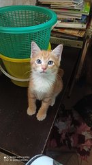 Cleo &amp; Figaro - Domestic Short Hair Cat