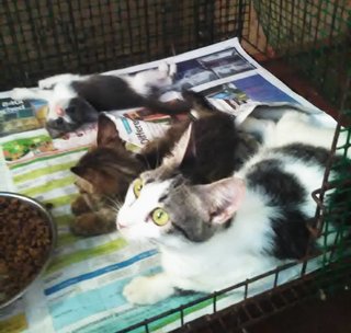 Molek Mother With 2 Kittens - Domestic Short Hair Cat