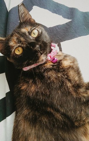 Belle, 8 Months - Domestic Short Hair Cat