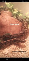 Luna - Snake Reptile