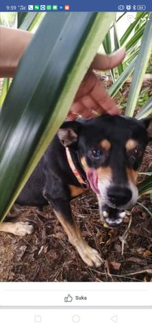 Fighter - Mixed Breed Dog