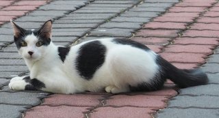 Ben - Domestic Medium Hair Cat