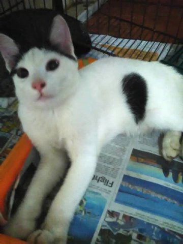 Bobo (White & Black) - Domestic Short Hair Cat