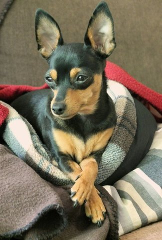 Mini - Miniature Pinscher Dog
