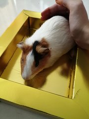 Mike &amp; Jenny - Guinea Pig Small & Furry