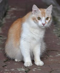 Mummy Souffle - Domestic Long Hair Cat