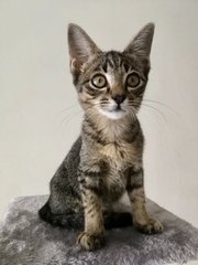 Gemma &amp; Mauna Loa - Domestic Short Hair Cat