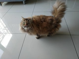 Mia - Persian Cat