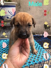 Puppiesss - Mixed Breed Dog