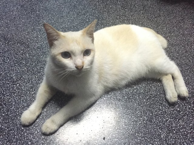 Putih  - Domestic Short Hair Cat