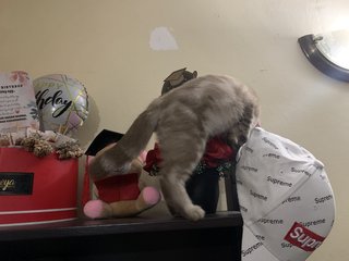 Bella - Bengal + Tabby Cat