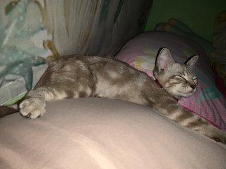 Bella - Bengal + Tabby Cat