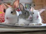 Baby Rabbits - Bunny Rabbit Rabbit