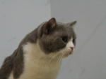 Rajah Tobias Double Delight - British Shorthair Cat