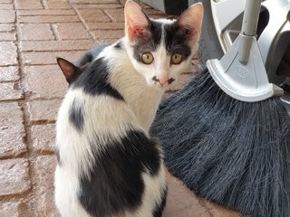 Niu Nai - Domestic Short Hair Cat