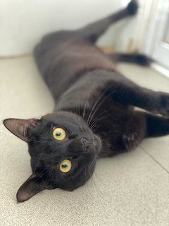 Jasper, Panther - Domestic Short Hair Cat