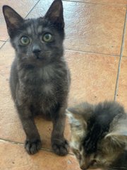 Ketot ❤️ Ash - Domestic Short Hair Cat